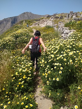 Santorini, Süden, Gelbe Kronwucherblumen, Frühling, Mai