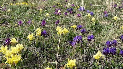 Frühlinsblumen in gelb, blau und crème auf den Heideböden der Pálava.