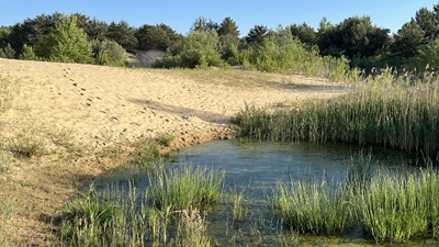 Oasenartige Landschaft mit Steppe im Sand von Schraneck