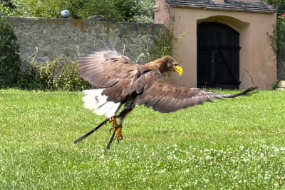 Greifvogel mit ausgebreiteten Schwingen beim Schloss Waldreichs