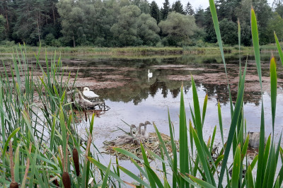 teich, schilf, schwäne