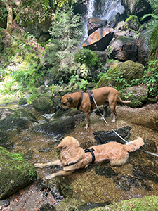 Golden Retriever und Cane Corso im seichten Wasser der Ysper