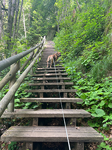 Hund auf Holztreppe