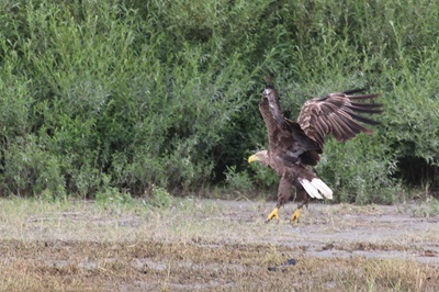 Seeadler beim Losfliegen in die Luft in den Donau-Auen bei Orth.