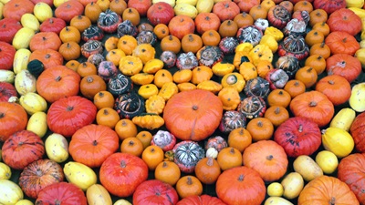 Kürbisse in allen Formen und Farben, aufgelegt in Herzform beim Kürbisfest am Himmel in Wien