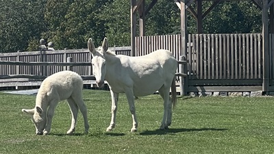 Ein weißer Barockesel mit seinem Fohlen grast auf einer Wiese in Schloss Hof