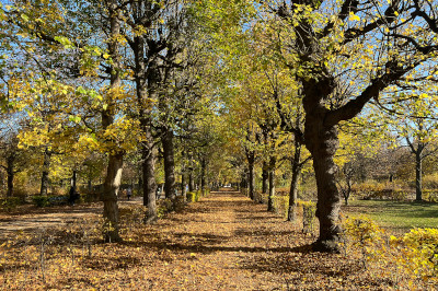 allee im Herbst, bunte Blätter