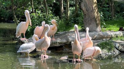 Eine Gruppe von acht Pelikanen, teils auf Steinen, teils halb im Wasser stehend.