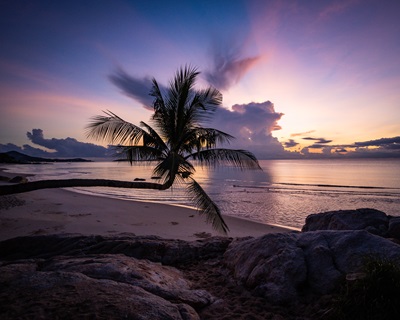 Palme, Strand und Meer in violletem Licht beim Sonnenaufgang auf Koh Samui.